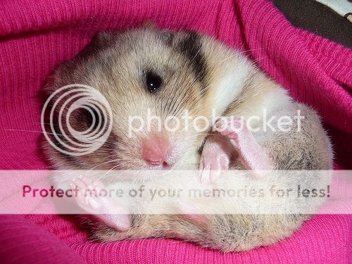 cute-pet-6_zps0a84a7ae.jpg