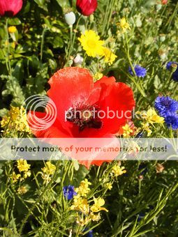 poppygarden_zpsb27d2868.jpg