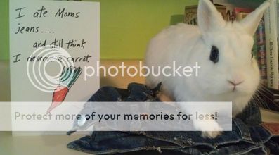 rabbit-shaming-feat-05052013_zps232190f1.jpg