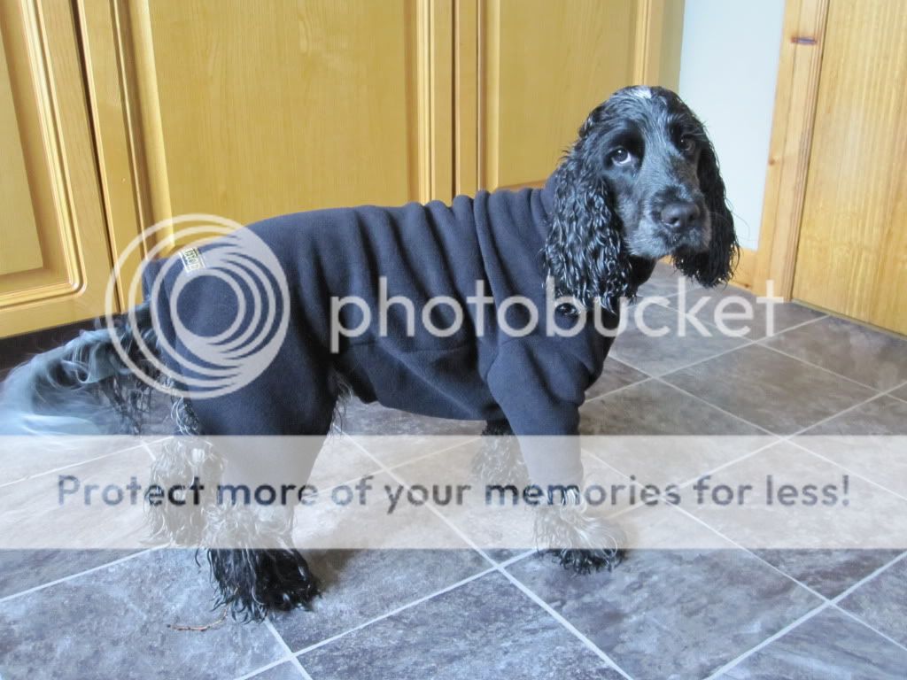 Equafleece cocker spaniel Clearance