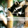 http://i814.photobucket.com/albums/zz64/cindergraphics/Icons/024%20-%20Animals/Raccoon-9B-1.png