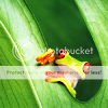 http://i814.photobucket.com/albums/zz64/cindergraphics/Icons/024%20-%20Animals/Red-eyedtreefrog14.png