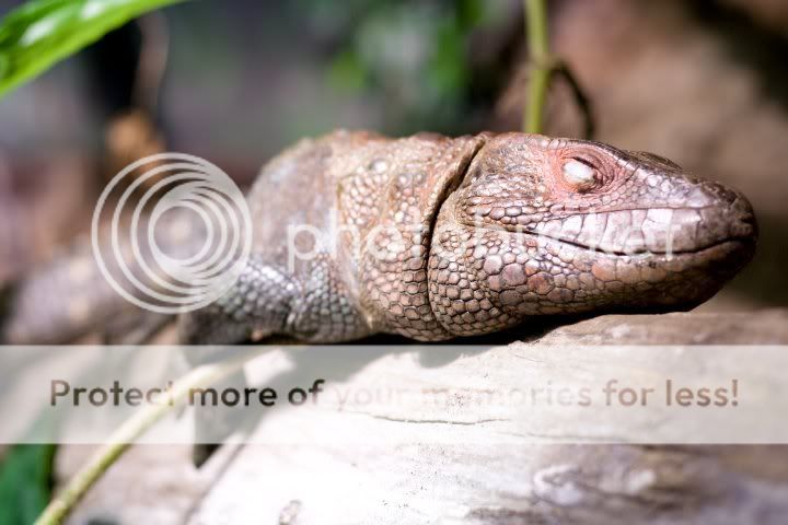 IMAGE: http://i814.photobucket.com/albums/zz64/nateuhlphoto/reptile.jpg