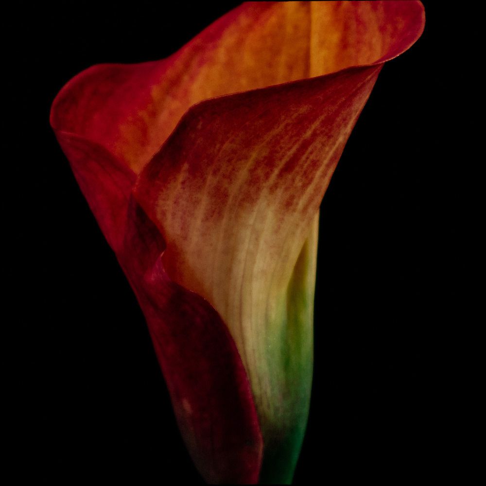 Calla%20Lily-10_zpsdsf7wvq5.jpg~original