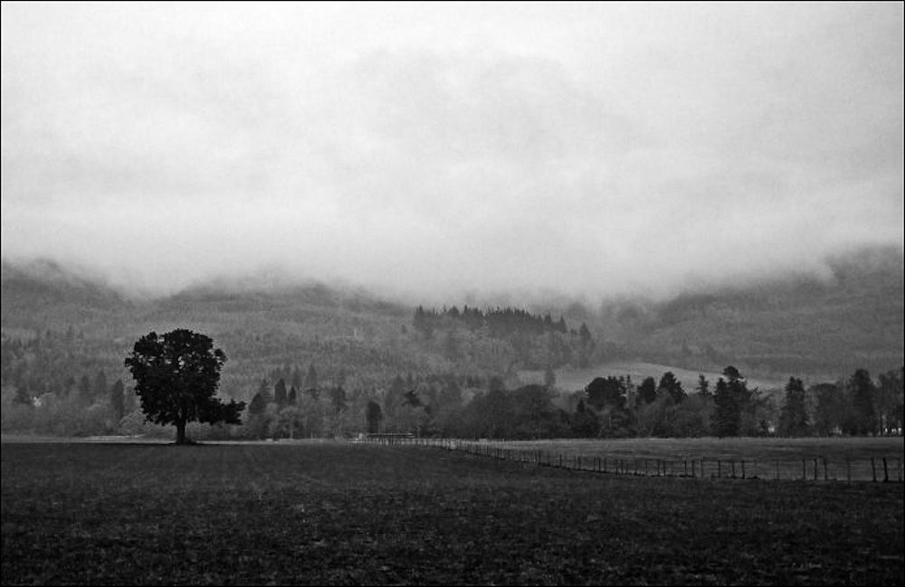 DavieLandscape-1.jpg