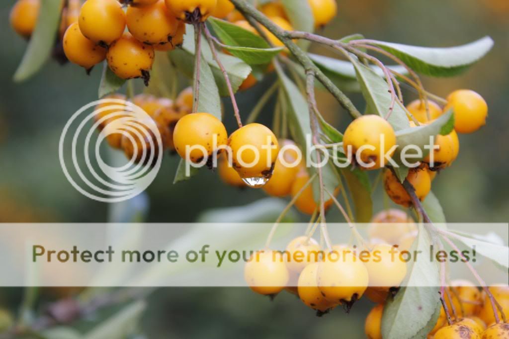 Fotografie