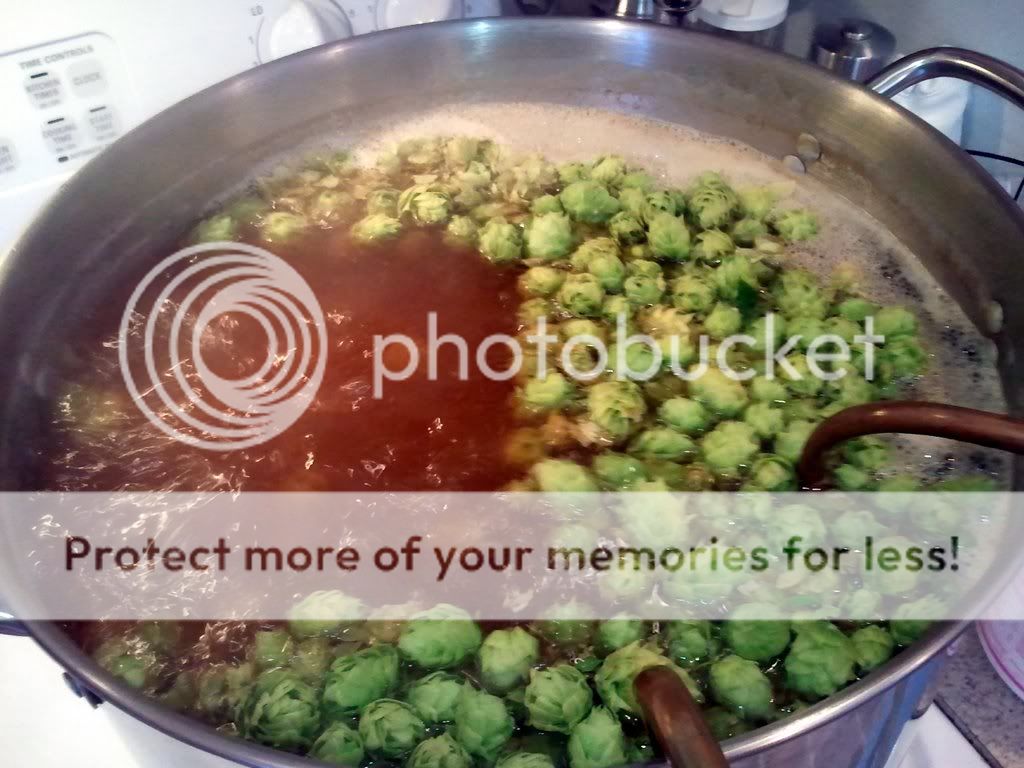 Fresh hops in the kettle