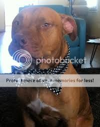 pitbull_zpsbc91a9c1.jpg