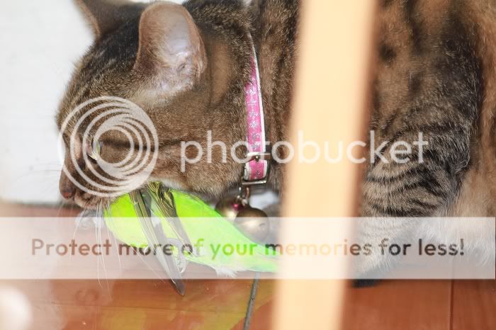 烧烤把命丢      9月14日下午,8幢片区警鼠接到一鹦鹉女士的报警尖叫