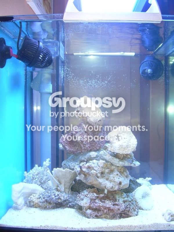 [TodoMarino.com] Proyecto Mini Reef de DYT